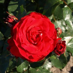 Rose Nina Weibull - Buketrose