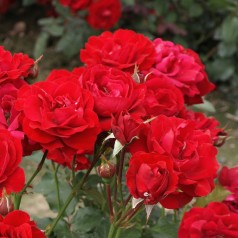 Rose Nina Weibull - Buketrose