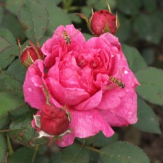 Rose Noble Anthony /...