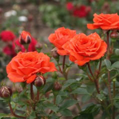 Rose Orange Juwel - Bunddækkerose