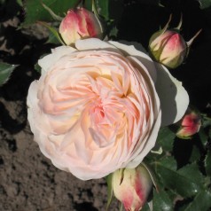 Rose Pastella - Buketrose