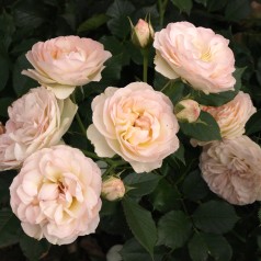 Rose Pastella - Buketrose