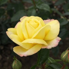 Rose Peace / Storblomstret Rose