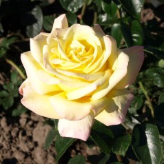 Rose Peace / Storblomstret Rose