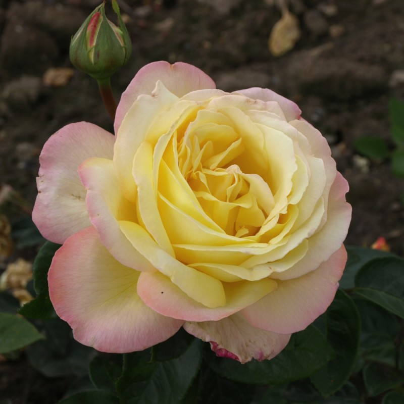 Rose Peace / Storblomstret Rose