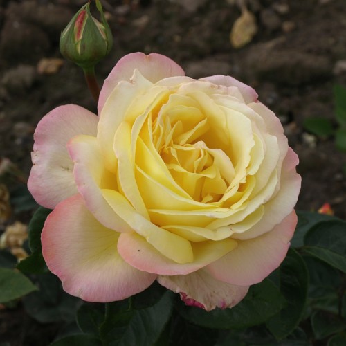 Rose Peace / Storblomstret Rose
