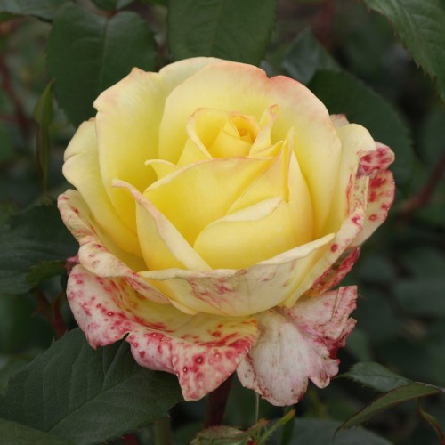 Rose Peer Gynt - Storblomstret Rose / Barrods