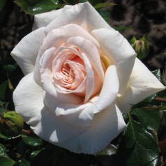 Rose Penny Lane - Slyngrose