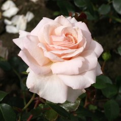 Rose Penny Lane - Slyngrose / Barrods
