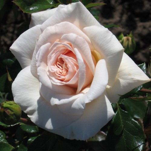 Rose Penny Lane - Slyngrose / Barrods
