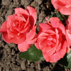 Rose Pernille Poulsen / Buketrose