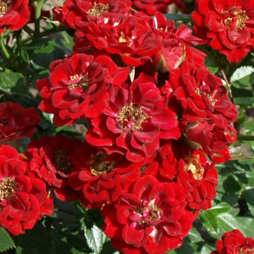 Rose Peter Pan - Buketrose