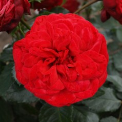 Rose Piano - Buketrose