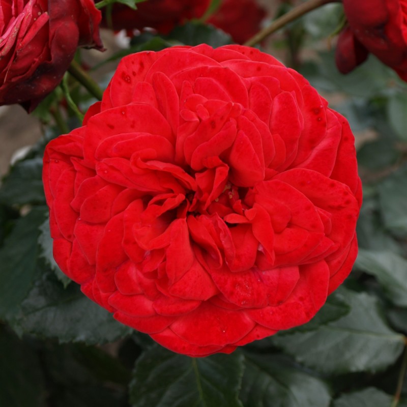 Rose Piano - Buketrose