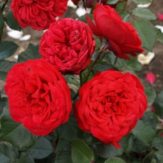 Rose Piano - Buketrose