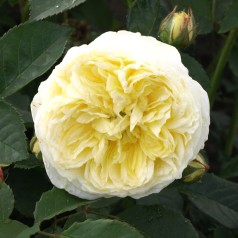 Rose The Pilgrim - Engelsk Rose / Barrods