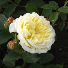 Rose The Pilgrim - Engelsk Rose / Barrods