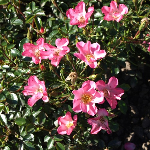 Rose Pink Cover - Bunddække roser Towne & Country