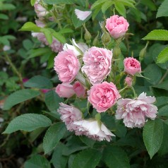 Rose Pink Grootendorst - Buskrose