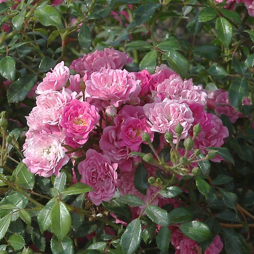 Rose Pink the Fairy - Buketrose