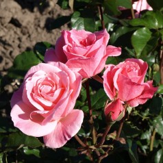 Rose Queen Elizabeth / Storblomstret Rose