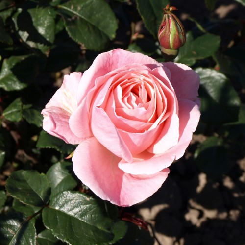 Rose Queen Elizabeth / Storblomstret Rose - Barrods