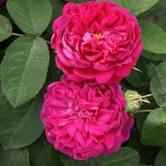 Rose De Rescht - Buskrose