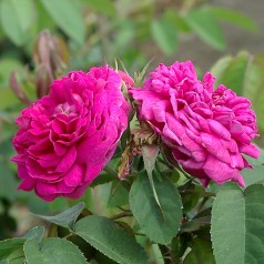 Rose De Rescht - Buskrose