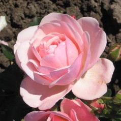 Rose Rosenborg / Slotsrose