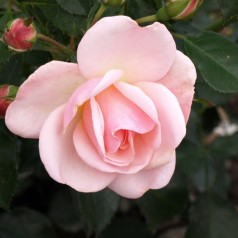 Rose Rosenborg / Slotsrose