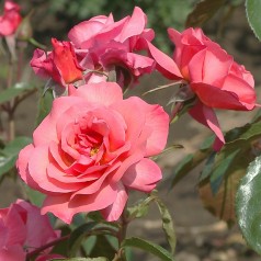 Rose Rosenresli - Slyngrose