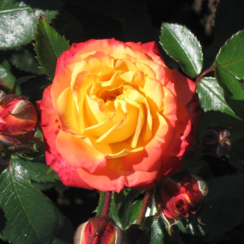 Rose Rumba / Buketrose