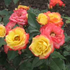 Rose Rumba / Buketrose