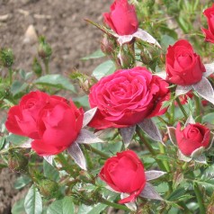 Rose Scarlet Hit - Cottage Rose
