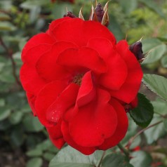 Rose Santana - Slyngrose