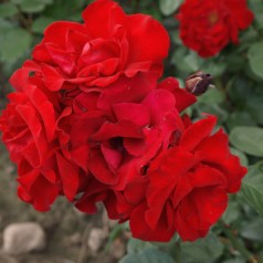 Rose Santana - Slyngrose