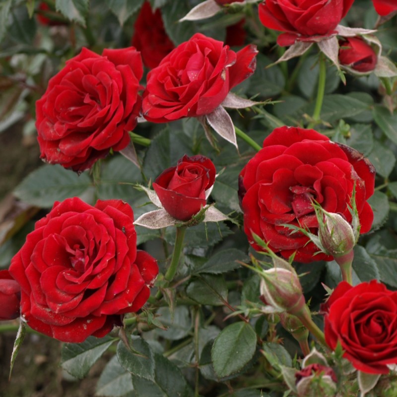 Rose Scarlet Hit - Cottage Rose