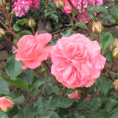 Rose Schackenborg - Slotsrose