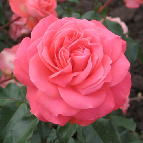 Rose Schackenborg - Slotsrose