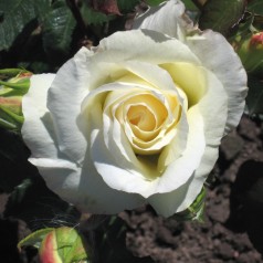 Rose Schneewaltzer - Slyngrose