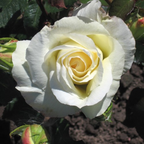 Rose Schneewaltzer - Slyngrose