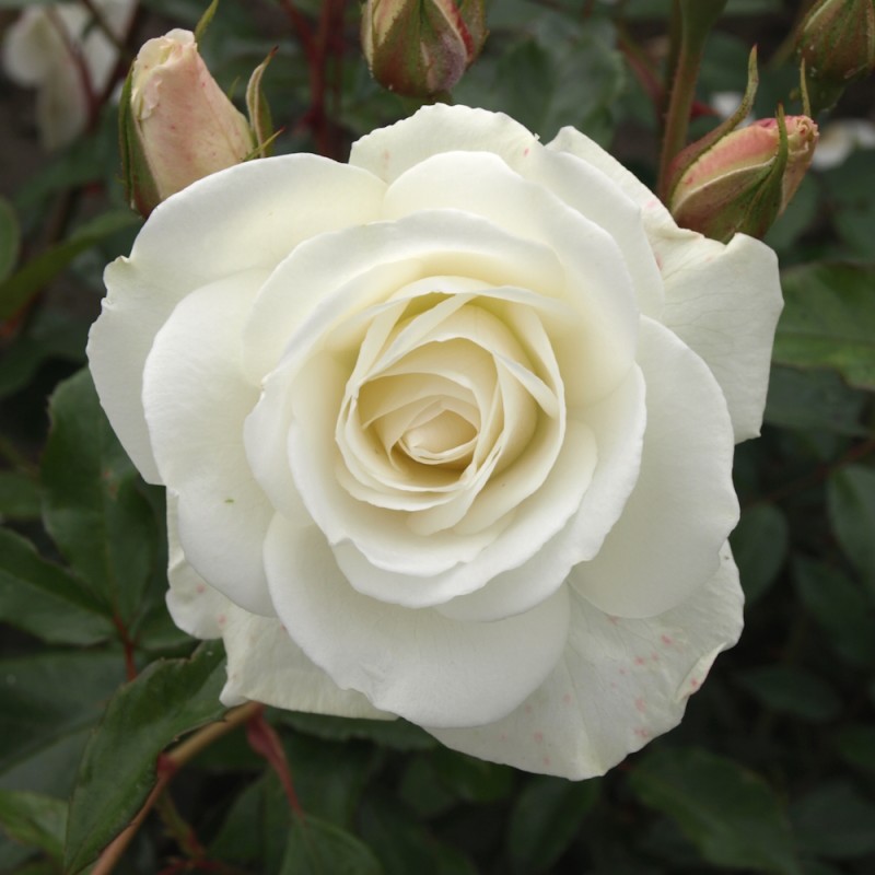 Rose Schneewittchen - Buketrose