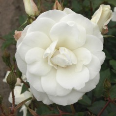 Rose Schneewittchen - Buketrose