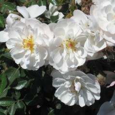 Rose Snow Cover - Bunddække roser Towne & Country