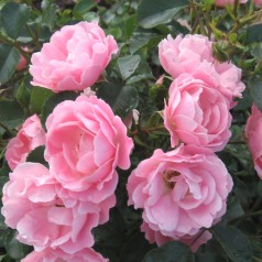 Rose Sommerwind - Buketrose