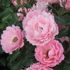 Rose Sommerwind - Buketrose