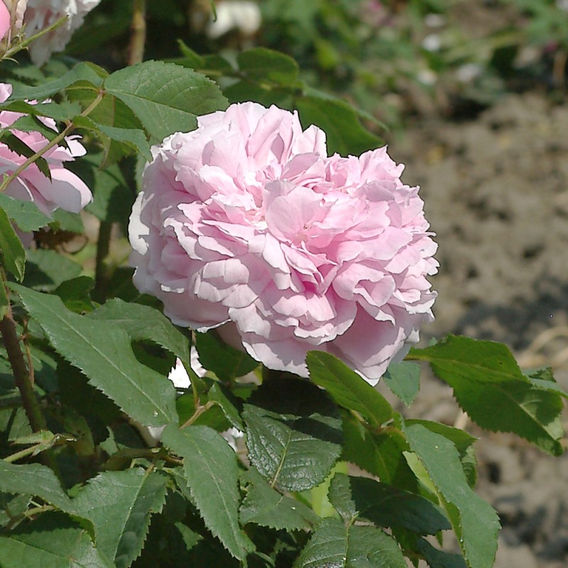 Rose Souvenir de La Malmaison / Storblomstret Rose