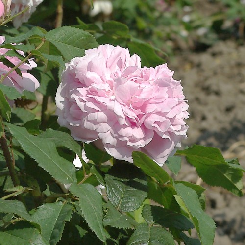 Rose Souvenir de La Malmaison / Storblomstret Rose