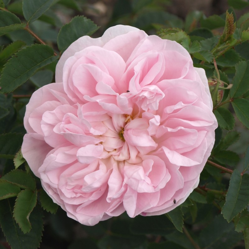 Rose Stanwell Perpetual - Buskrose