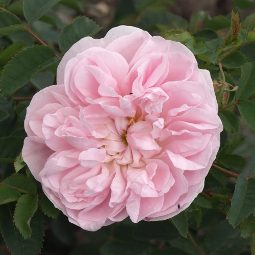 Rose Stanwell Perpetual - Buskrose